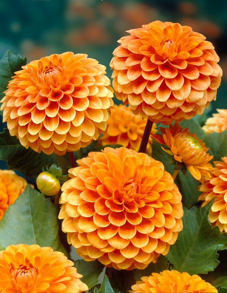 Dahlia &Beatrice& (D) | dahlia &Beatrice& Bedding/RHS Gardening