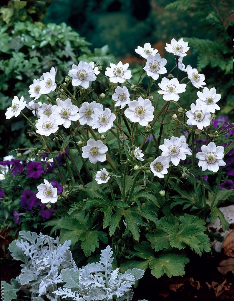 <em>Anemone</em> <em>leveillei</em>