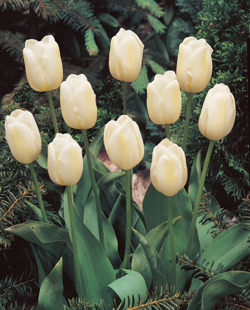 tulip 'Alabaster'