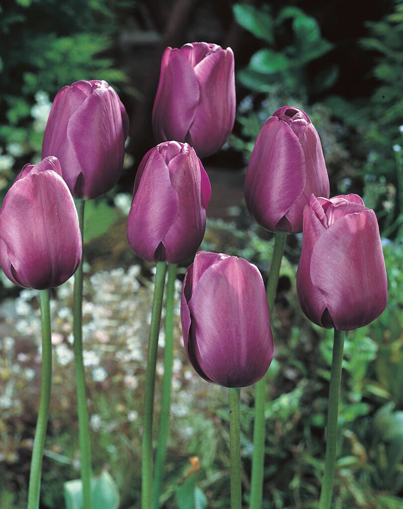 tulip 'Greuze'