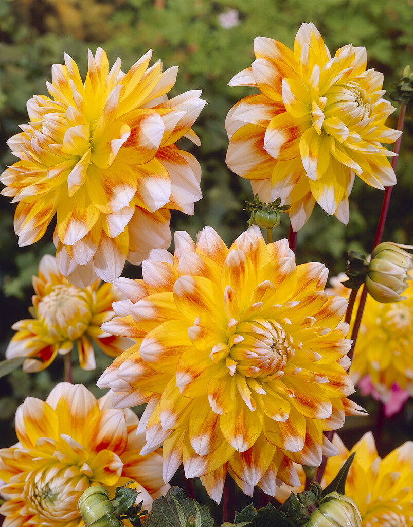 <i>Dahlia</i> 'Peaches and Cream' (D)