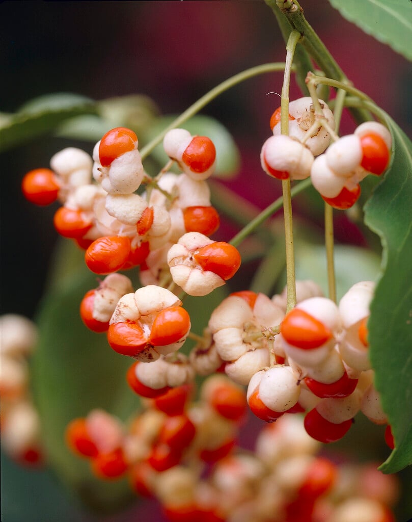<i>Euonymus</i> <i>cornutus</i>