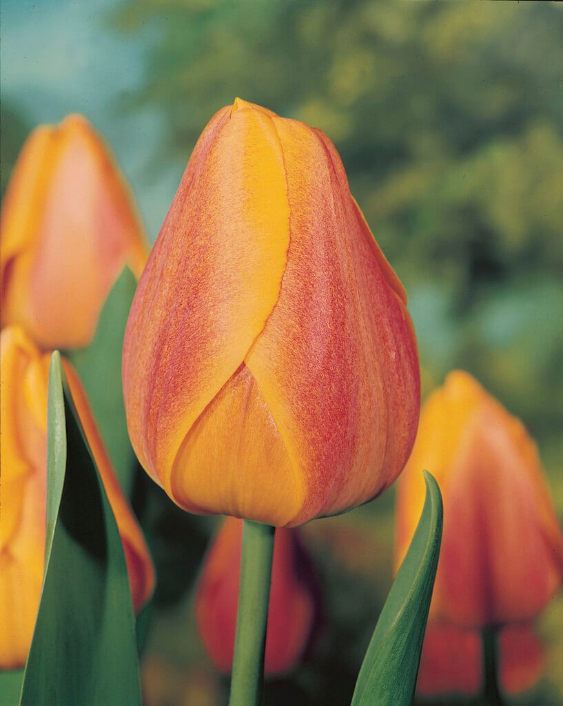 tulip 'President Kennedy'