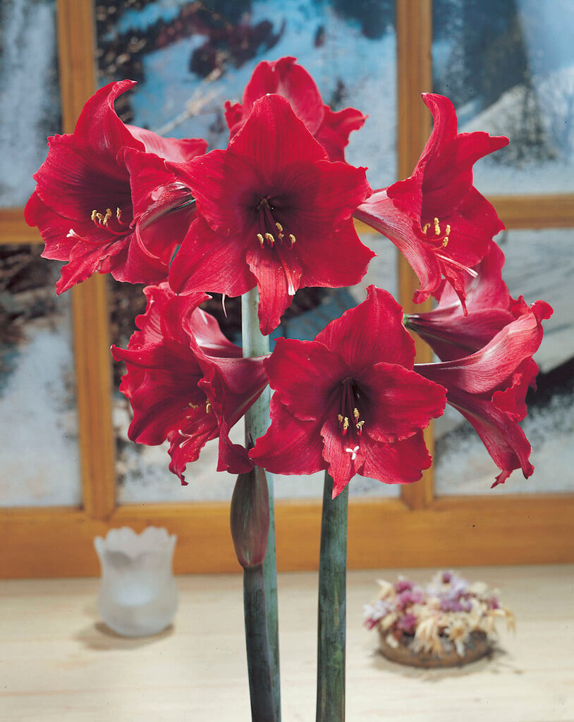 <i>Hippeastrum</i> Colibri Group