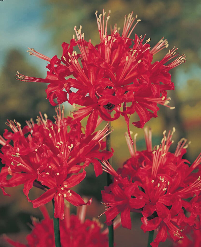 Guernsey lily 'Corusca Major'