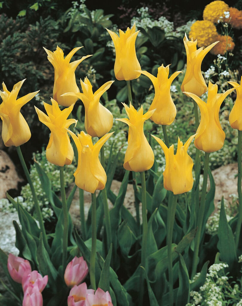 tulip 'Cistula'