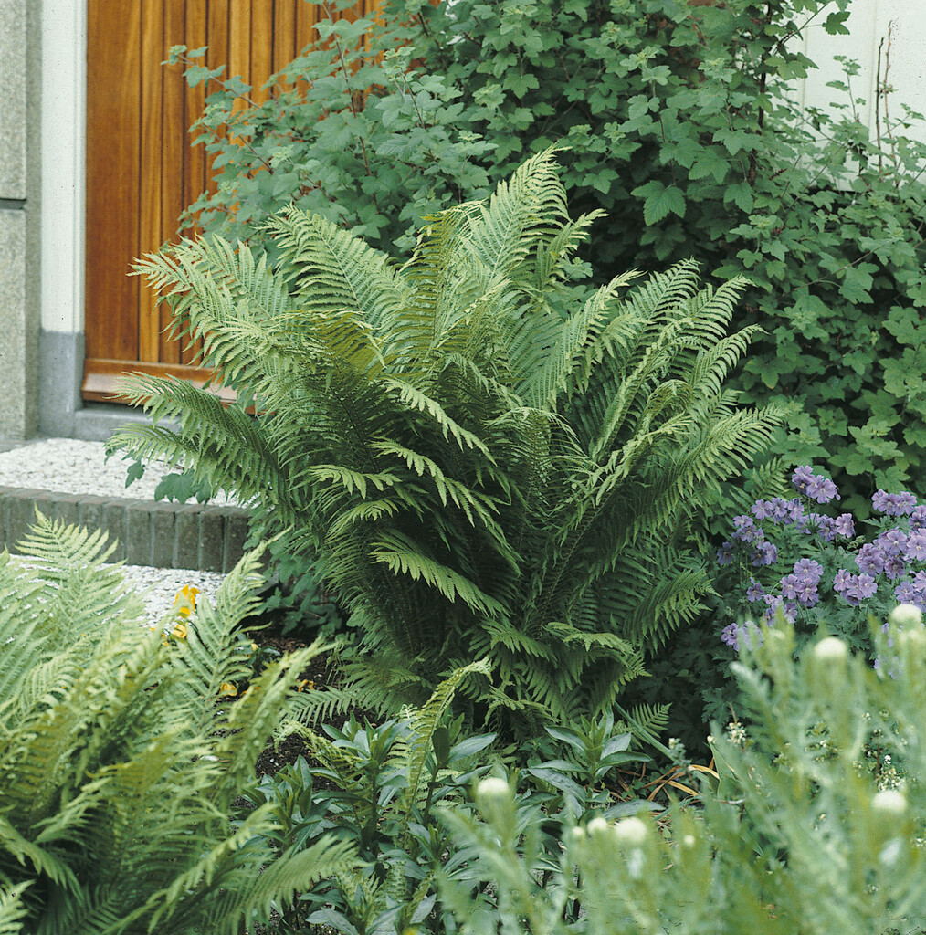 evergreen wood fern
