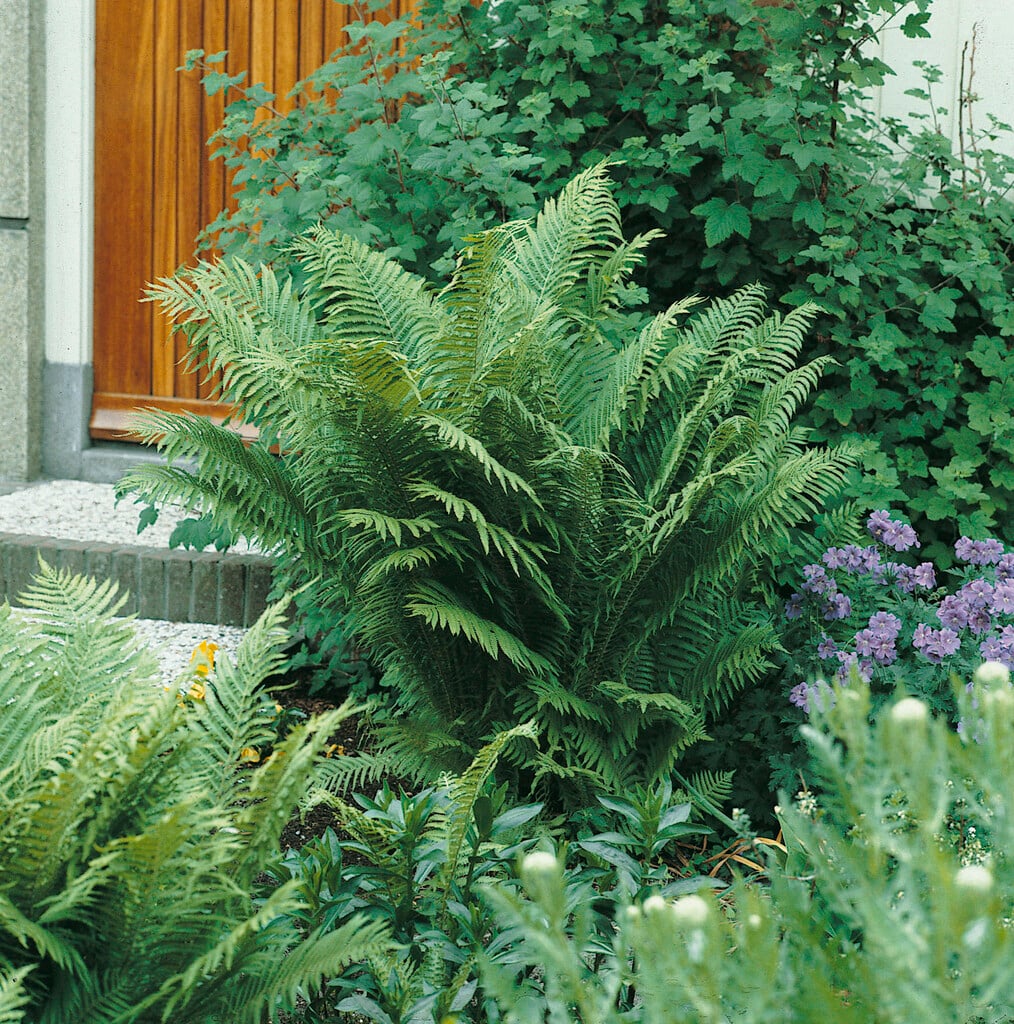 evergreen wood fern