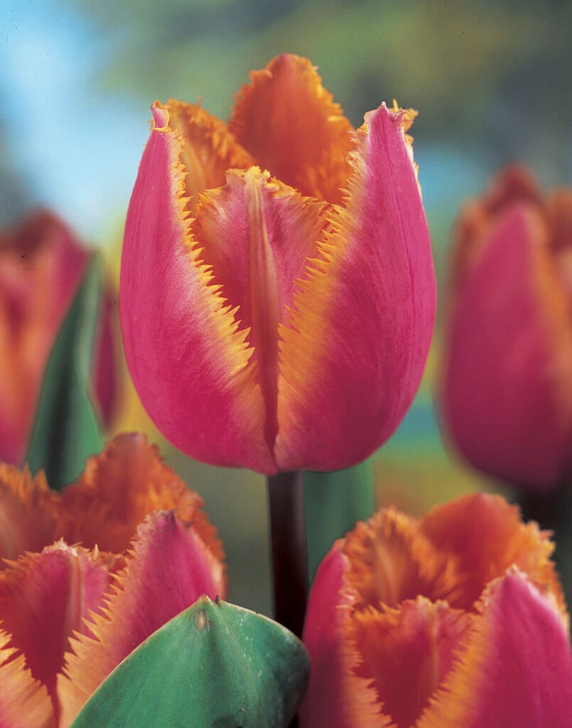 tulip 'Aleppo'