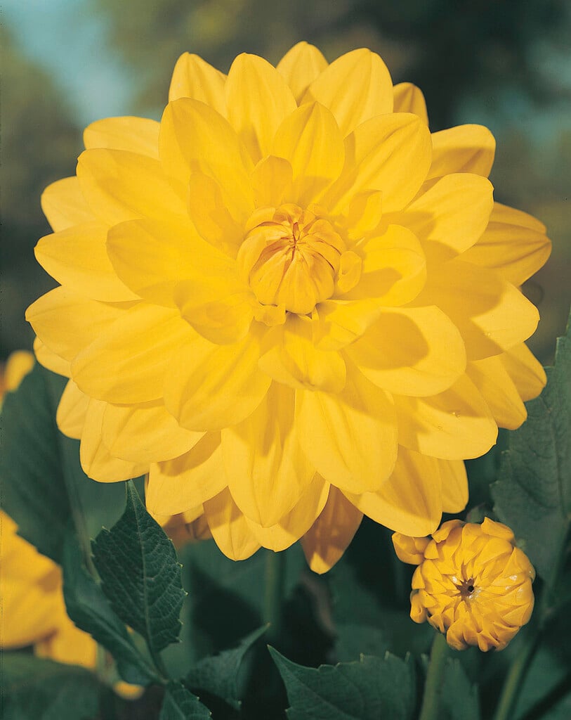 <i>Dahlia</i> [<span style="font-variant: small-caps;">Early Bird</span>] (mixed) (D)