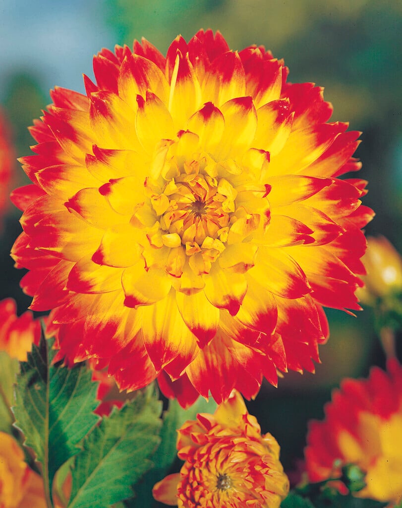 dahlia 'Procyon'