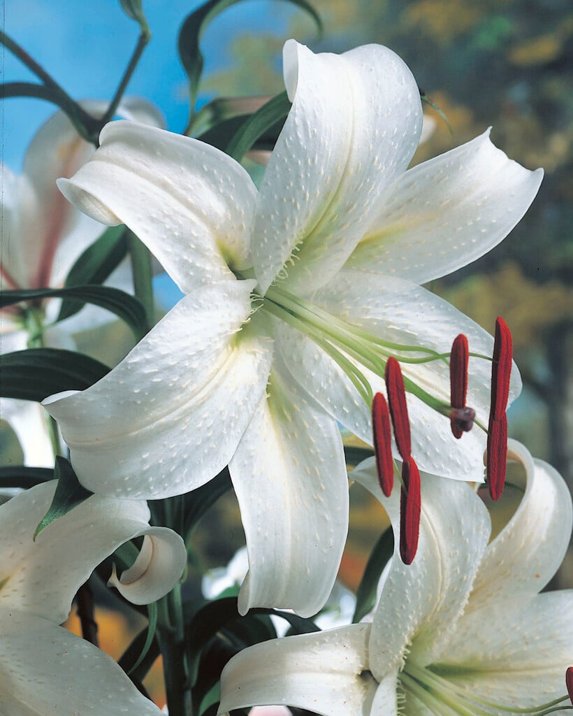 lily 'Olivia'
