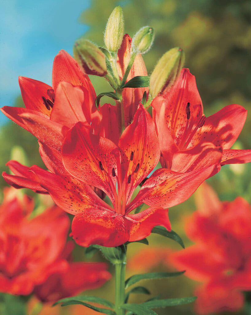 western orange-cup lily
