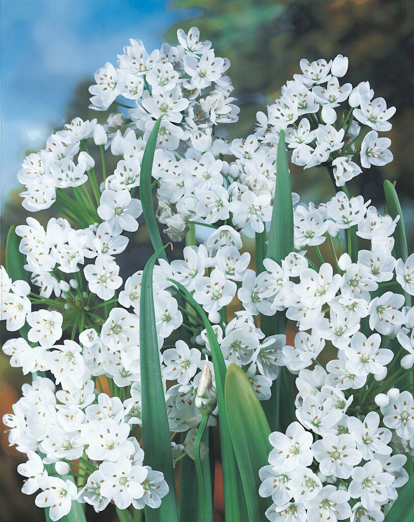 Neapolitan garlic Cowanii Group