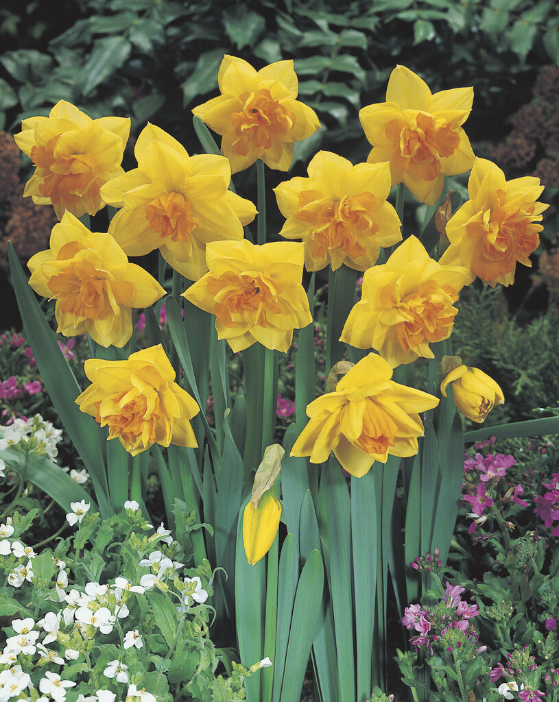 daffodil 'Apotheose'