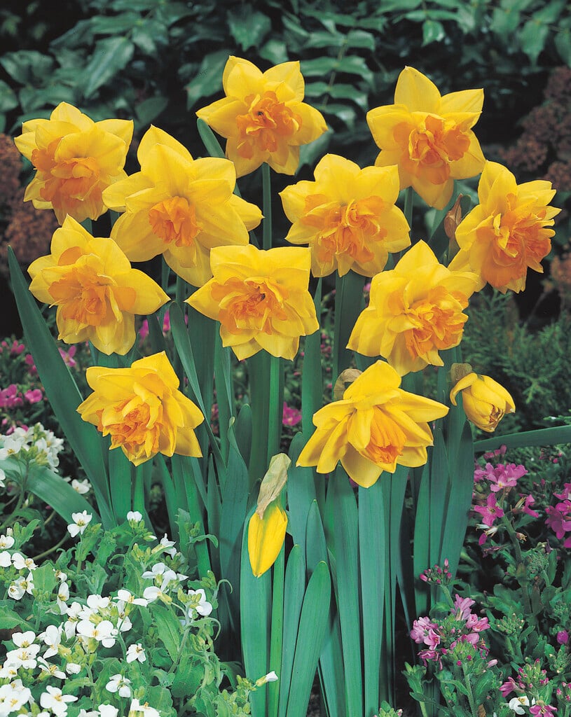 daffodil 'Apotheose'