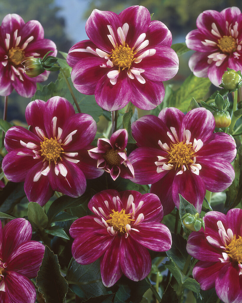 dahlia 'Fabula'