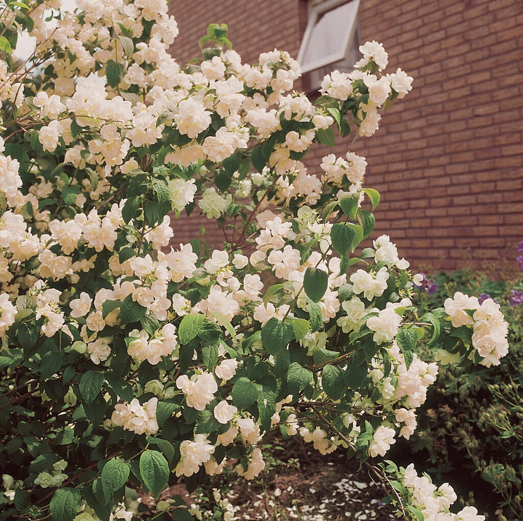 mock orange 'Virginal'