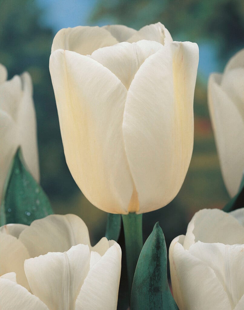 tulip 'Diana'
