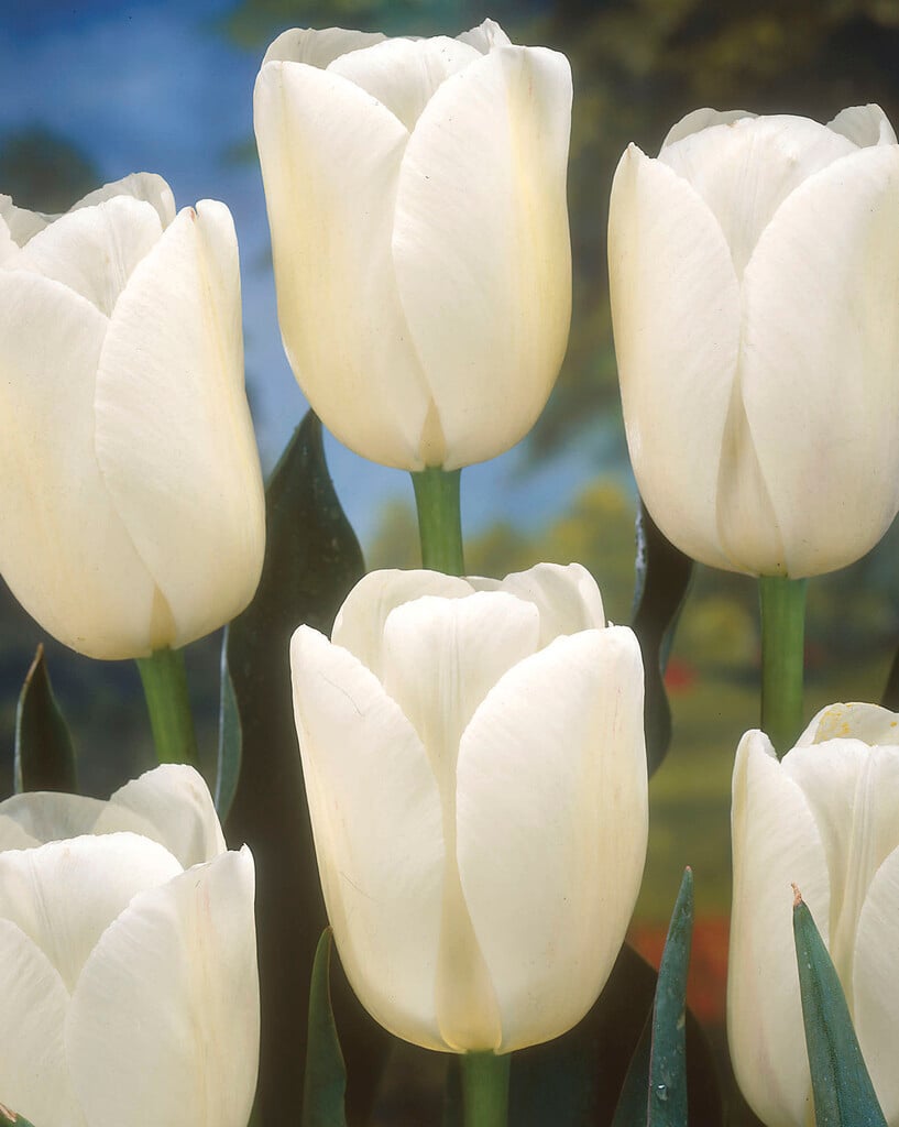 tulip 'Diana'