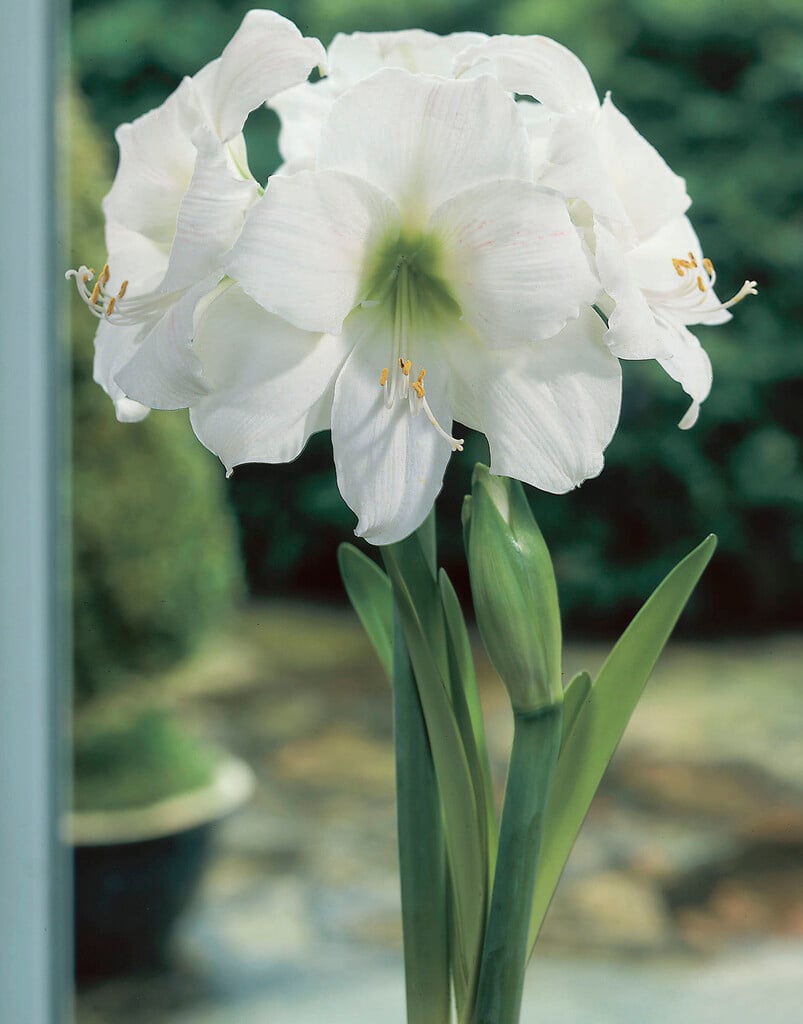 amaryllis 'Intokazi'