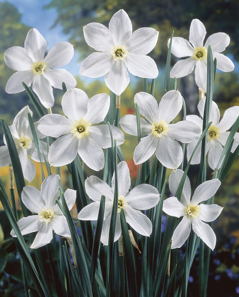 daffodil 'Polar Ice'