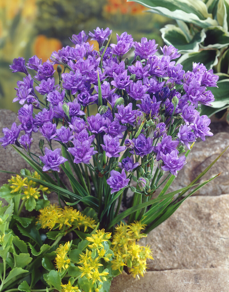 <i>Triteleia</i> 'Royal Blue'