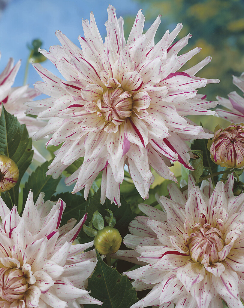 <i>Dahlia</i> 'Mick's Peppermint' (S-c)