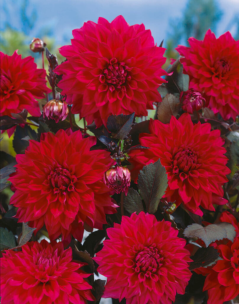 <i>Dahlia</i> 'Suffolk Punch' (D)