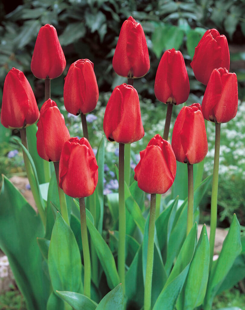 tulip 'Apeldoorn'