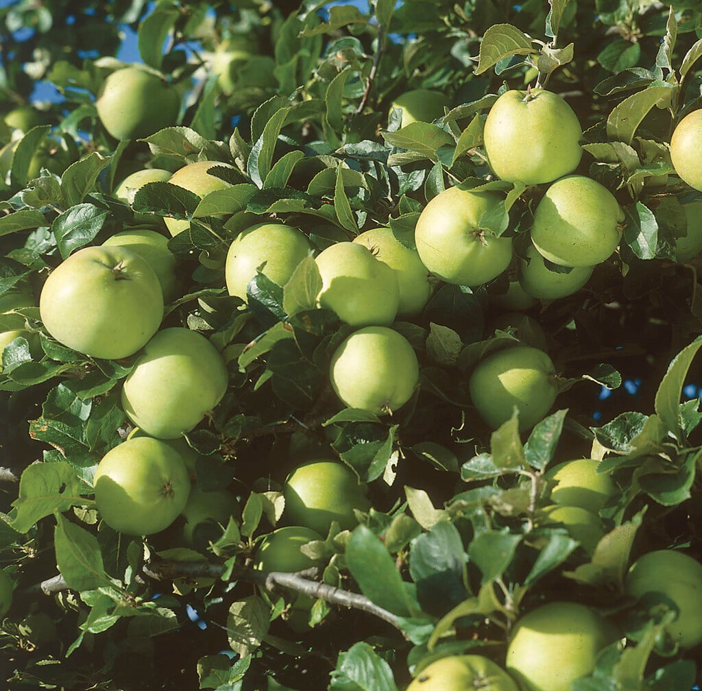 crab apple