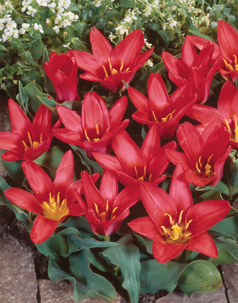 tulip 'Pink Dwarf'