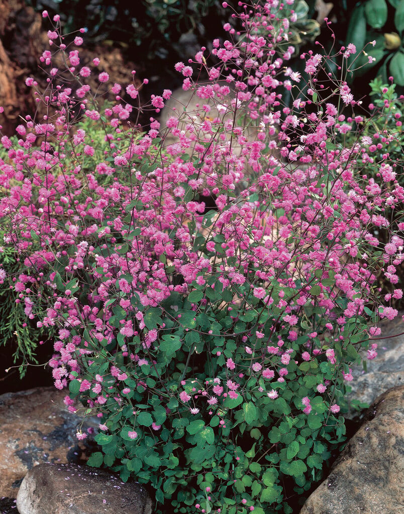 Chinese meadow rue 'Hewitt's Double'