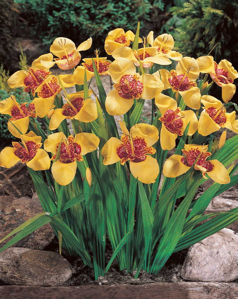 <i>Tigridia</i> <i>pavonia</i> 'Aurea'
