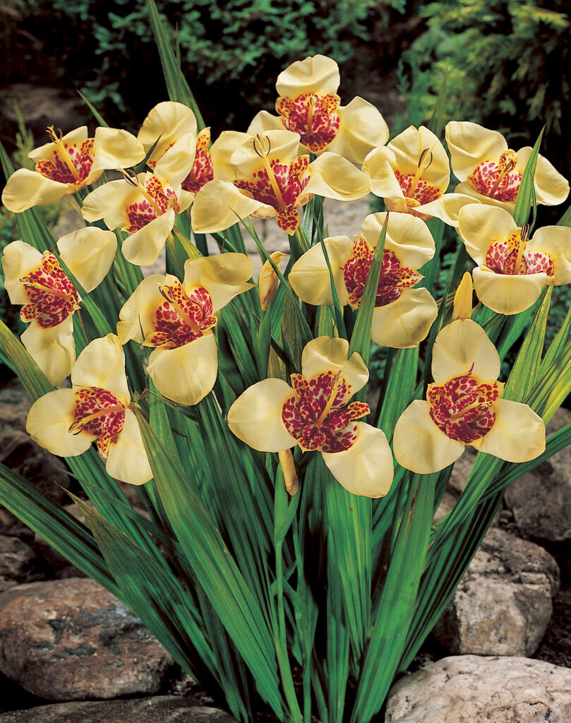 <i>Tigridia</i> <i>pavonia</i> 'Canariensis'