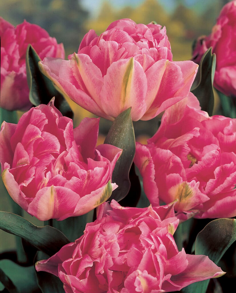 tulip 'Triumphator'