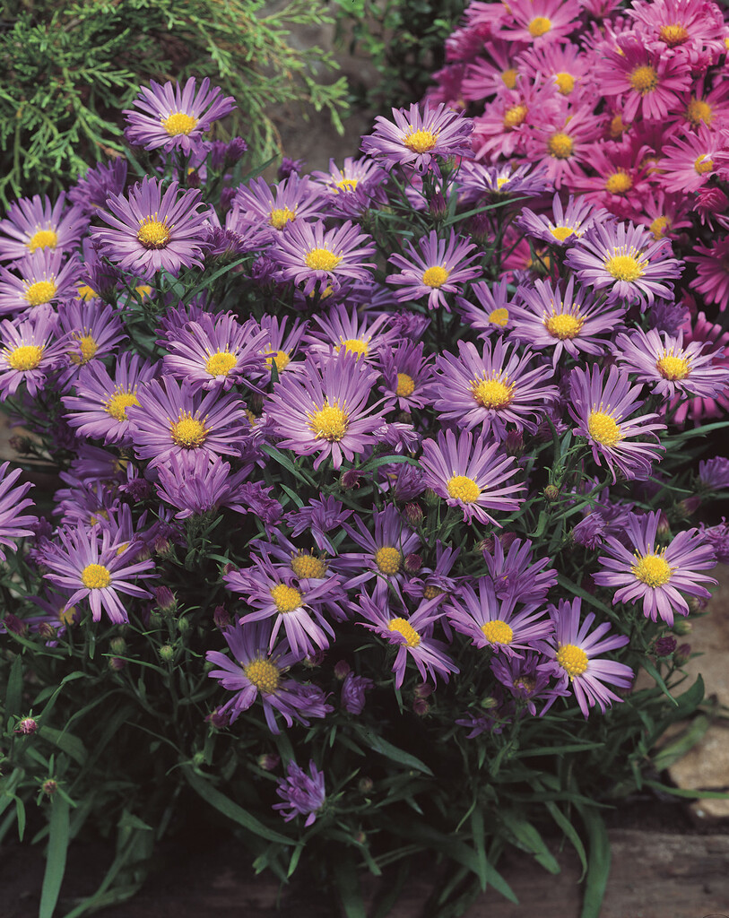 Michaelmas daisy