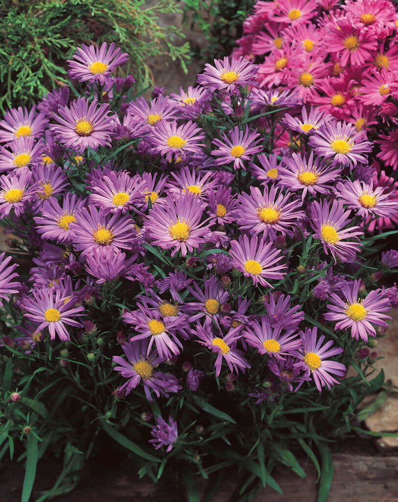 Michaelmas daisy