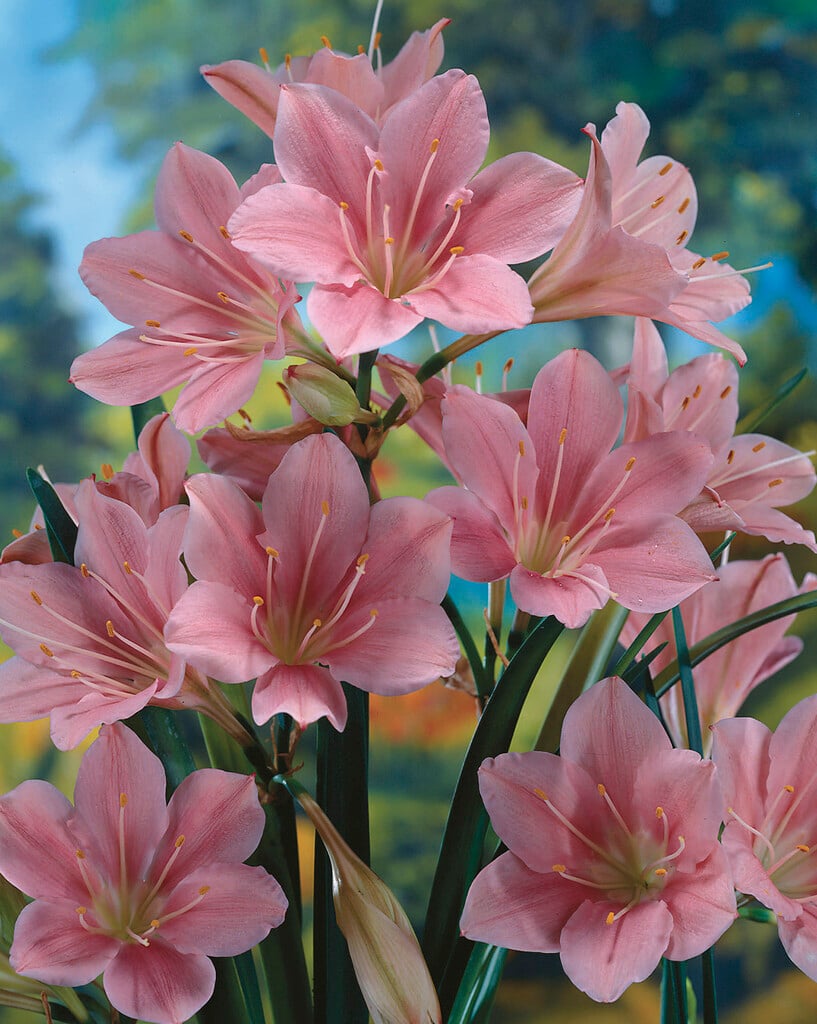 <i>Cyrtanthus</i> <i>elatus</i> 'Pink Diamond'