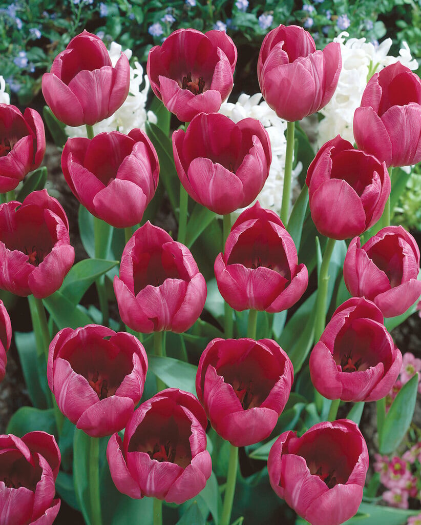 tulip 'Attila'