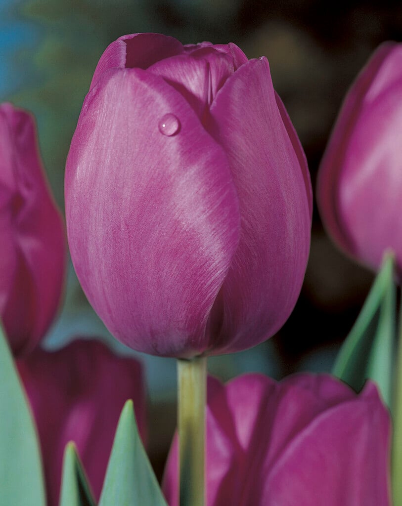 tulip 'Attila'