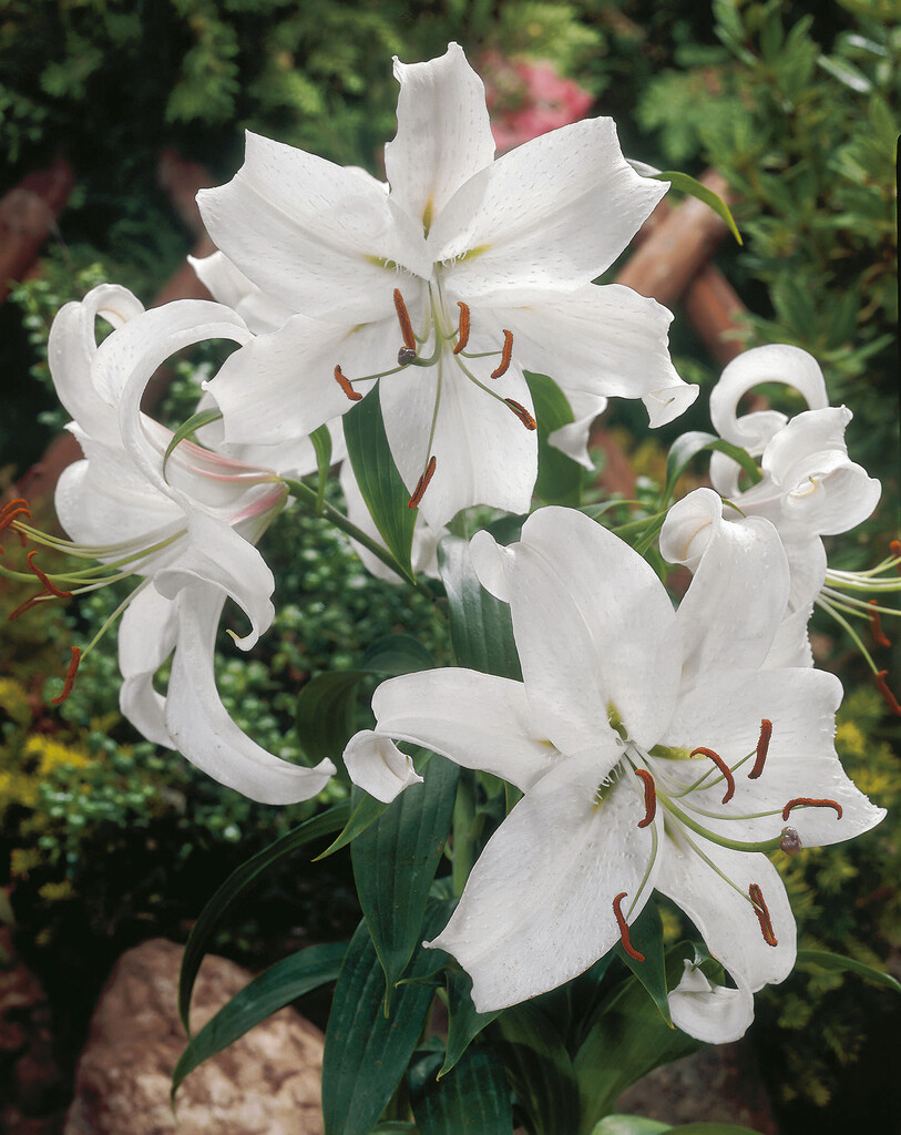 lily 'Olivia'