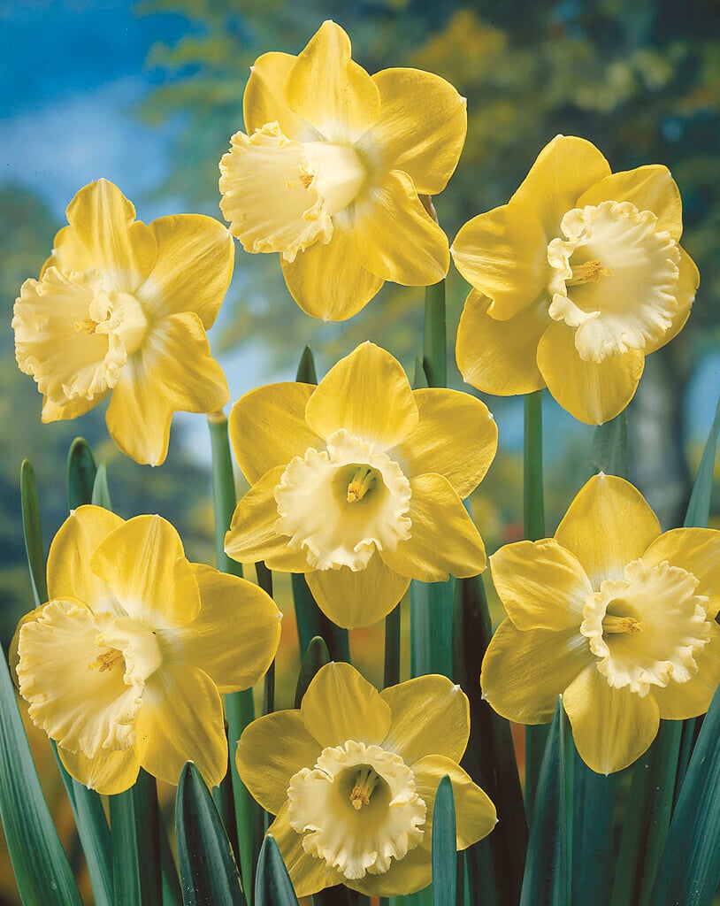 Narcissus &Daydream& (2) daffodil &Daydream& Bulbs/RHS Gardening