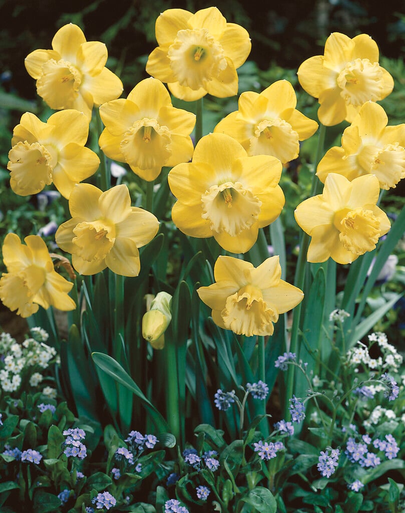 daffodil 'Daydream'