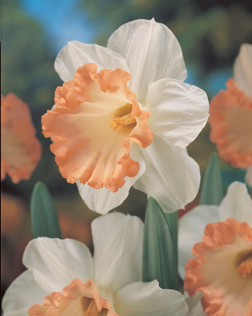 daffodil 'Easter Bonnet'