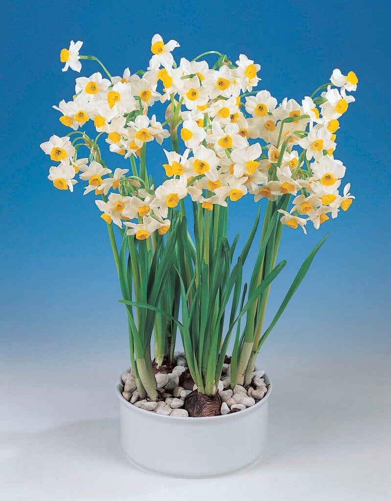 Chinese lily