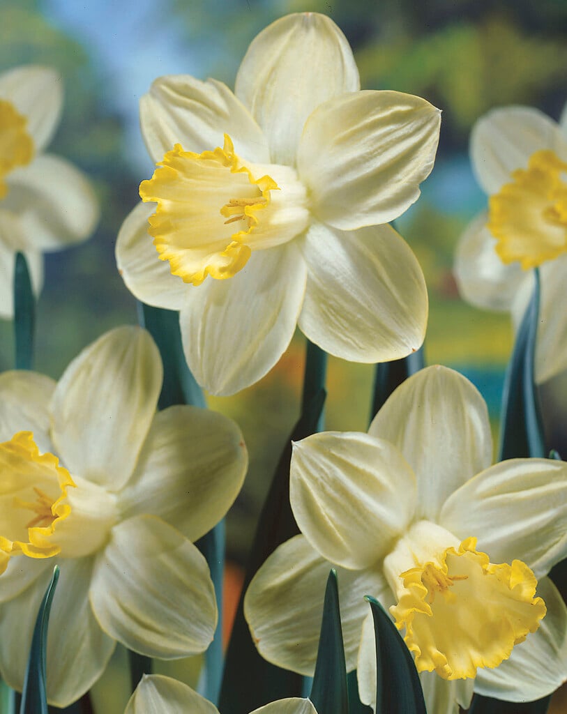 daffodil 'Pistachio'