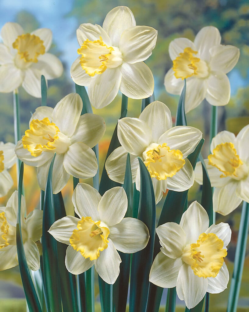 daffodil 'Pistachio'