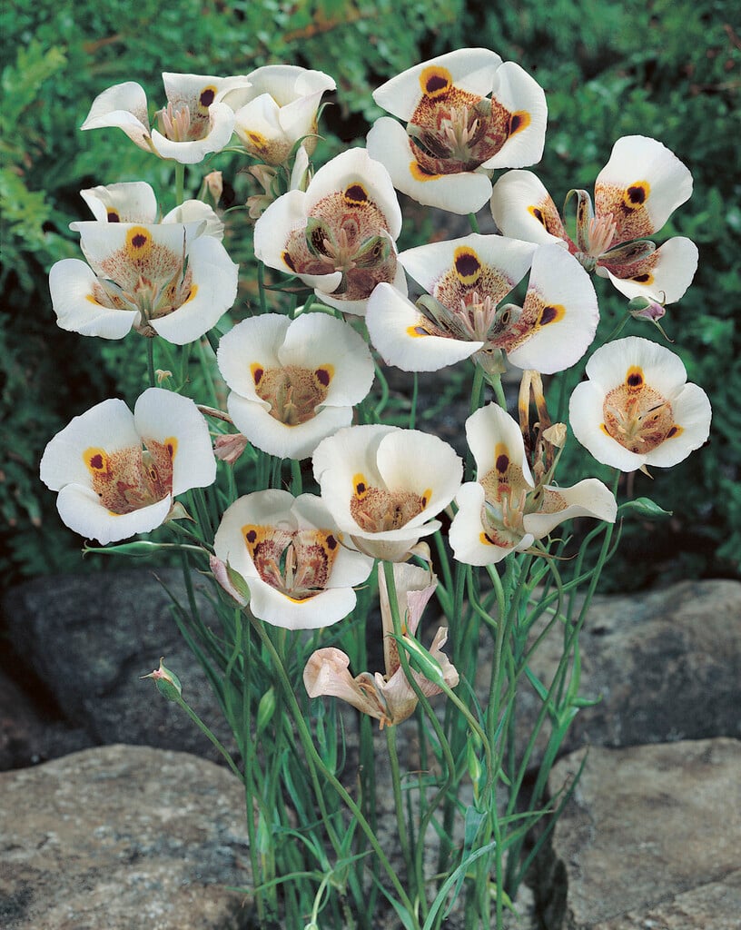 elegant-flowered Mariposa lily