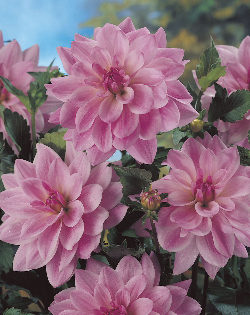 <i>Dahlia</i> 'Pink Skin' (D)